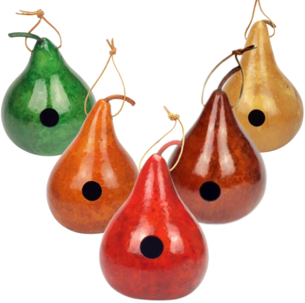 Gourd Birdhouse Variety Box, 1-1/2″ Hole, Medium, Box of 6 - Amish Gourds